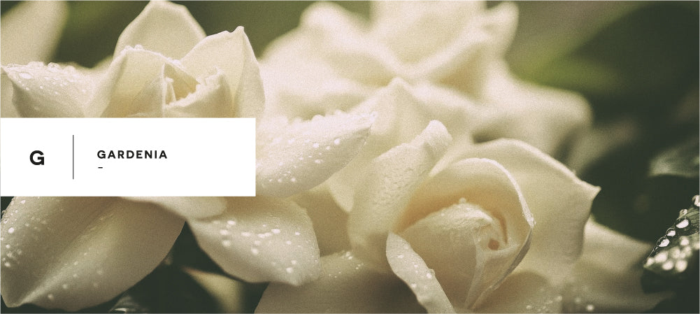 GARDENIA