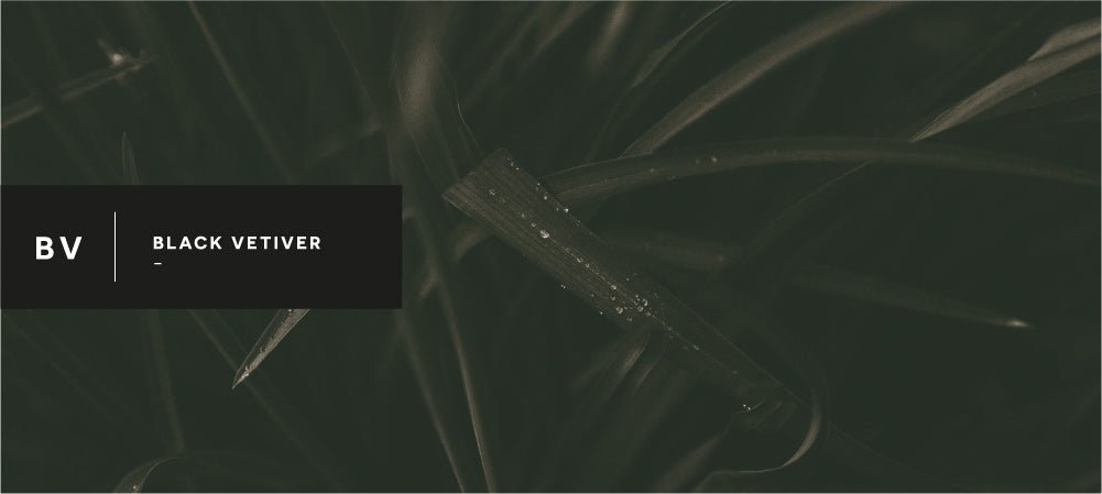 black vetiver