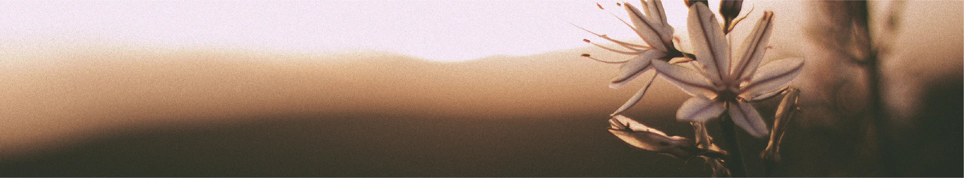 Main Banner