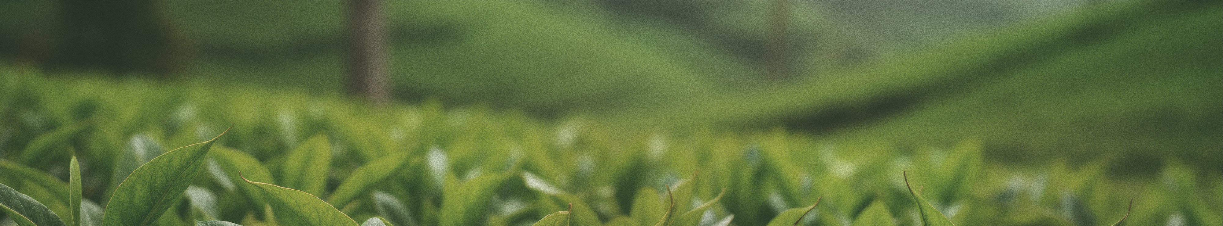 Main Banner